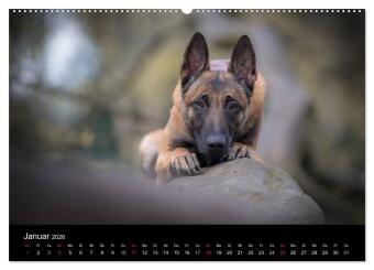 Belgischer Schäferhund - Der Malinois (Wandkalender 2026 DIN A2 quer), CALVENDO Monatskalender 
