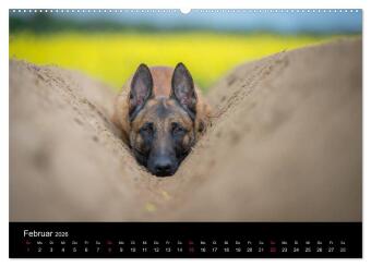 Belgischer Schäferhund - Der Malinois (Wandkalender 2026 DIN A2 quer), CALVENDO Monatskalender 