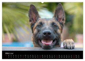 Belgischer Schäferhund - Der Malinois (Wandkalender 2026 DIN A2 quer), CALVENDO Monatskalender 