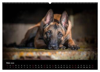Belgischer Schäferhund - Der Malinois (Wandkalender 2026 DIN A2 quer), CALVENDO Monatskalender 