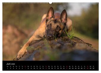 Belgischer Schäferhund - Der Malinois (Wandkalender 2026 DIN A2 quer), CALVENDO Monatskalender 