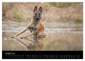 Belgischer Schäferhund - Der Malinois (Wandkalender 2026 DIN A2 quer), CALVENDO Monatskalender 