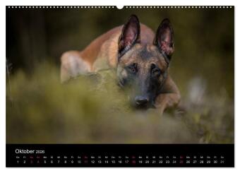 Belgischer Schäferhund - Der Malinois (Wandkalender 2026 DIN A2 quer), CALVENDO Monatskalender 