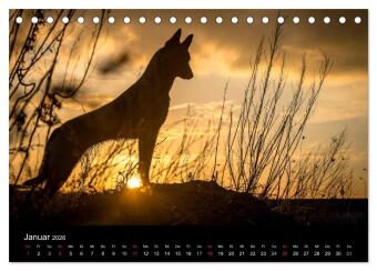 Belgische Schäferhunde - Der Malinois im Licht (Tischkalender 2026 DIN A5 quer), CALVENDO Monatskalender
