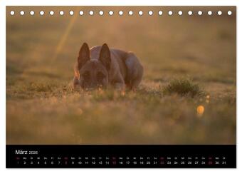 Belgische Schäferhunde - Der Malinois im Licht (Tischkalender 2026 DIN A5 quer), CALVENDO Monatskalender