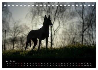 Belgische Schäferhunde - Der Malinois im Licht (Tischkalender 2026 DIN A5 quer), CALVENDO Monatskalender