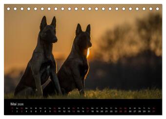 Belgische Schäferhunde - Der Malinois im Licht (Tischkalender 2026 DIN A5 quer), CALVENDO Monatskalender
