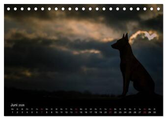 Belgische Schäferhunde - Der Malinois im Licht (Tischkalender 2026 DIN A5 quer), CALVENDO Monatskalender