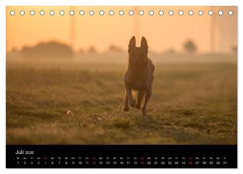 Belgische Schäferhunde - Der Malinois im Licht (Tischkalender 2026 DIN A5 quer), CALVENDO Monatskalender