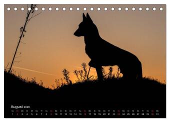 Belgische Schäferhunde - Der Malinois im Licht (Tischkalender 2026 DIN A5 quer), CALVENDO Monatskalender