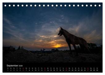 Belgische Schäferhunde - Der Malinois im Licht (Tischkalender 2026 DIN A5 quer), CALVENDO Monatskalender