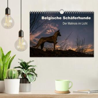 Belgische Schäferhunde - Der Malinois im Licht (Wandkalender 2026 DIN A4 quer), CALVENDO Monatskalender
