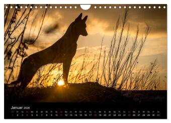 Belgische Schäferhunde - Der Malinois im Licht (Wandkalender 2026 DIN A4 quer), CALVENDO Monatskalender