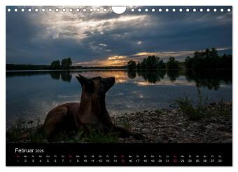 Belgische Schäferhunde - Der Malinois im Licht (Wandkalender 2026 DIN A4 quer), CALVENDO Monatskalender