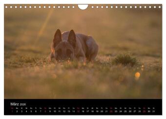 Belgische Schäferhunde - Der Malinois im Licht (Wandkalender 2026 DIN A4 quer), CALVENDO Monatskalender
