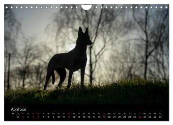 Belgische Schäferhunde - Der Malinois im Licht (Wandkalender 2026 DIN A4 quer), CALVENDO Monatskalender