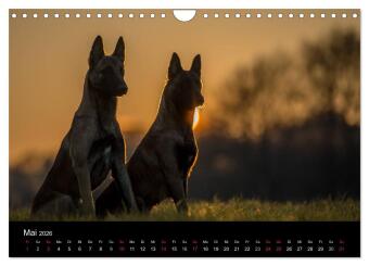 Belgische Schäferhunde - Der Malinois im Licht (Wandkalender 2026 DIN A4 quer), CALVENDO Monatskalender