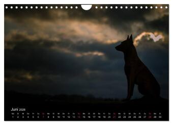 Belgische Schäferhunde - Der Malinois im Licht (Wandkalender 2026 DIN A4 quer), CALVENDO Monatskalender
