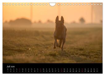 Belgische Schäferhunde - Der Malinois im Licht (Wandkalender 2026 DIN A4 quer), CALVENDO Monatskalender