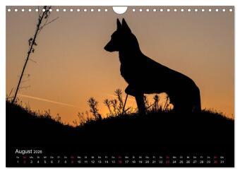 Belgische Schäferhunde - Der Malinois im Licht (Wandkalender 2026 DIN A4 quer), CALVENDO Monatskalender