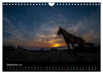 Belgische Schäferhunde - Der Malinois im Licht (Wandkalender 2026 DIN A4 quer), CALVENDO Monatskalender