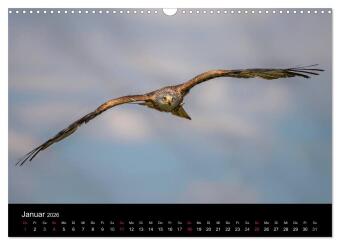 Schönheiten der Lüfte - Greifvögel (Wandkalender 2026 DIN A3 quer), CALVENDO Monatskalender