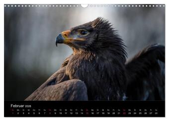 Schönheiten der Lüfte - Greifvögel (Wandkalender 2026 DIN A3 quer), CALVENDO Monatskalender
