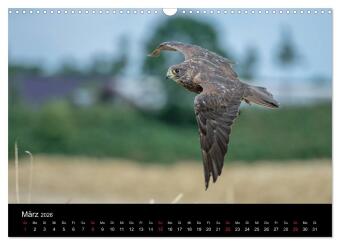 Schönheiten der Lüfte - Greifvögel (Wandkalender 2026 DIN A3 quer), CALVENDO Monatskalender