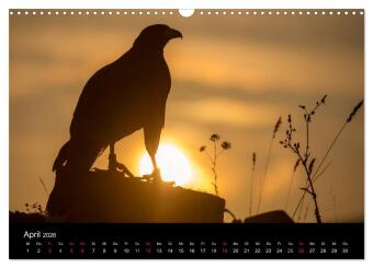 Schönheiten der Lüfte - Greifvögel (Wandkalender 2026 DIN A3 quer), CALVENDO Monatskalender