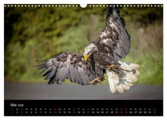 Schönheiten der Lüfte - Greifvögel (Wandkalender 2026 DIN A3 quer), CALVENDO Monatskalender