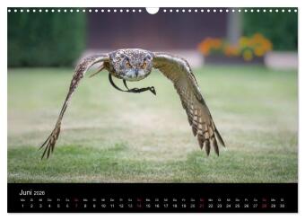 Schönheiten der Lüfte - Greifvögel (Wandkalender 2026 DIN A3 quer), CALVENDO Monatskalender
