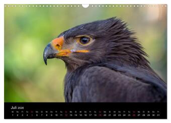 Schönheiten der Lüfte - Greifvögel (Wandkalender 2026 DIN A3 quer), CALVENDO Monatskalender