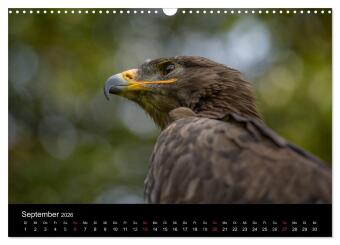 Schönheiten der Lüfte - Greifvögel (Wandkalender 2026 DIN A3 quer), CALVENDO Monatskalender