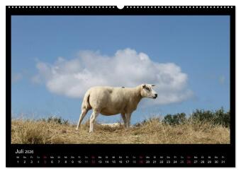 Texel, eine Perle Hollands (hochwertiger Premium Wandkalender 2026 DIN A2 quer), Kunstdruck in Hochglanz
