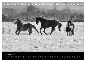 Pferde 2026 Wild Thing (Tischkalender 2026 DIN A5 quer), CALVENDO Monatskalender