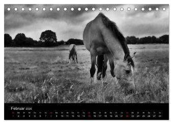 Pferde 2026 Wild Thing (Tischkalender 2026 DIN A5 quer), CALVENDO Monatskalender