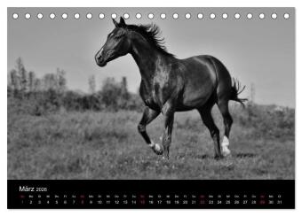 Pferde 2026 Wild Thing (Tischkalender 2026 DIN A5 quer), CALVENDO Monatskalender