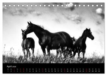 Pferde 2026 Wild Thing (Tischkalender 2026 DIN A5 quer), CALVENDO Monatskalender