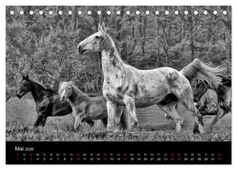 Pferde 2026 Wild Thing (Tischkalender 2026 DIN A5 quer), CALVENDO Monatskalender