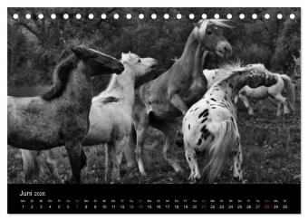 Pferde 2026 Wild Thing (Tischkalender 2026 DIN A5 quer), CALVENDO Monatskalender