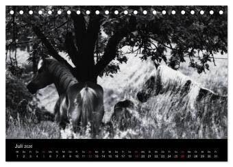 Pferde 2026 Wild Thing (Tischkalender 2026 DIN A5 quer), CALVENDO Monatskalender