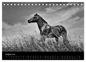 Pferde 2026 Wild Thing (Tischkalender 2026 DIN A5 quer), CALVENDO Monatskalender