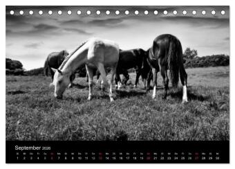 Pferde 2026 Wild Thing (Tischkalender 2026 DIN A5 quer), CALVENDO Monatskalender