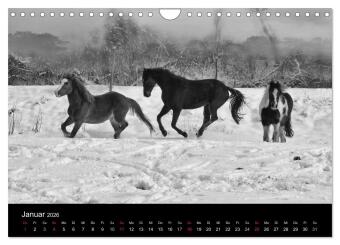 Pferde 2026 Wild Thing (Wandkalender 2026 DIN A4 quer), CALVENDO Monatskalender