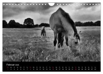 Pferde 2026 Wild Thing (Wandkalender 2026 DIN A4 quer), CALVENDO Monatskalender