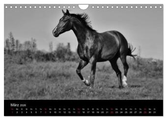 Pferde 2026 Wild Thing (Wandkalender 2026 DIN A4 quer), CALVENDO Monatskalender