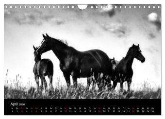 Pferde 2026 Wild Thing (Wandkalender 2026 DIN A4 quer), CALVENDO Monatskalender