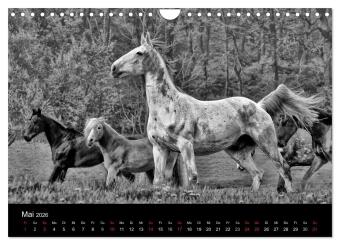 Pferde 2026 Wild Thing (Wandkalender 2026 DIN A4 quer), CALVENDO Monatskalender