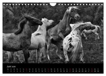 Pferde 2026 Wild Thing (Wandkalender 2026 DIN A4 quer), CALVENDO Monatskalender