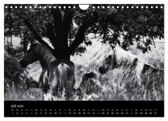 Pferde 2026 Wild Thing (Wandkalender 2026 DIN A4 quer), CALVENDO Monatskalender